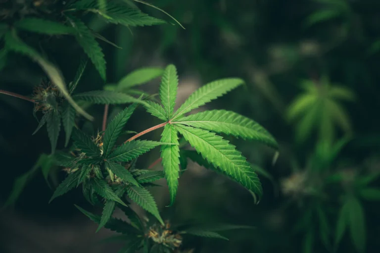 Cannabis leaves growing on a plant