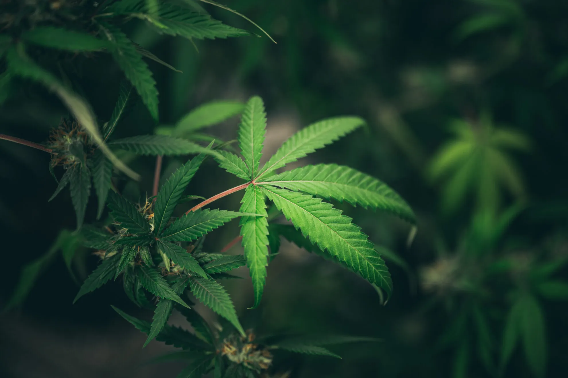 CANNABIS MAY HELP TREAT SICKLE CELL ANEMIA