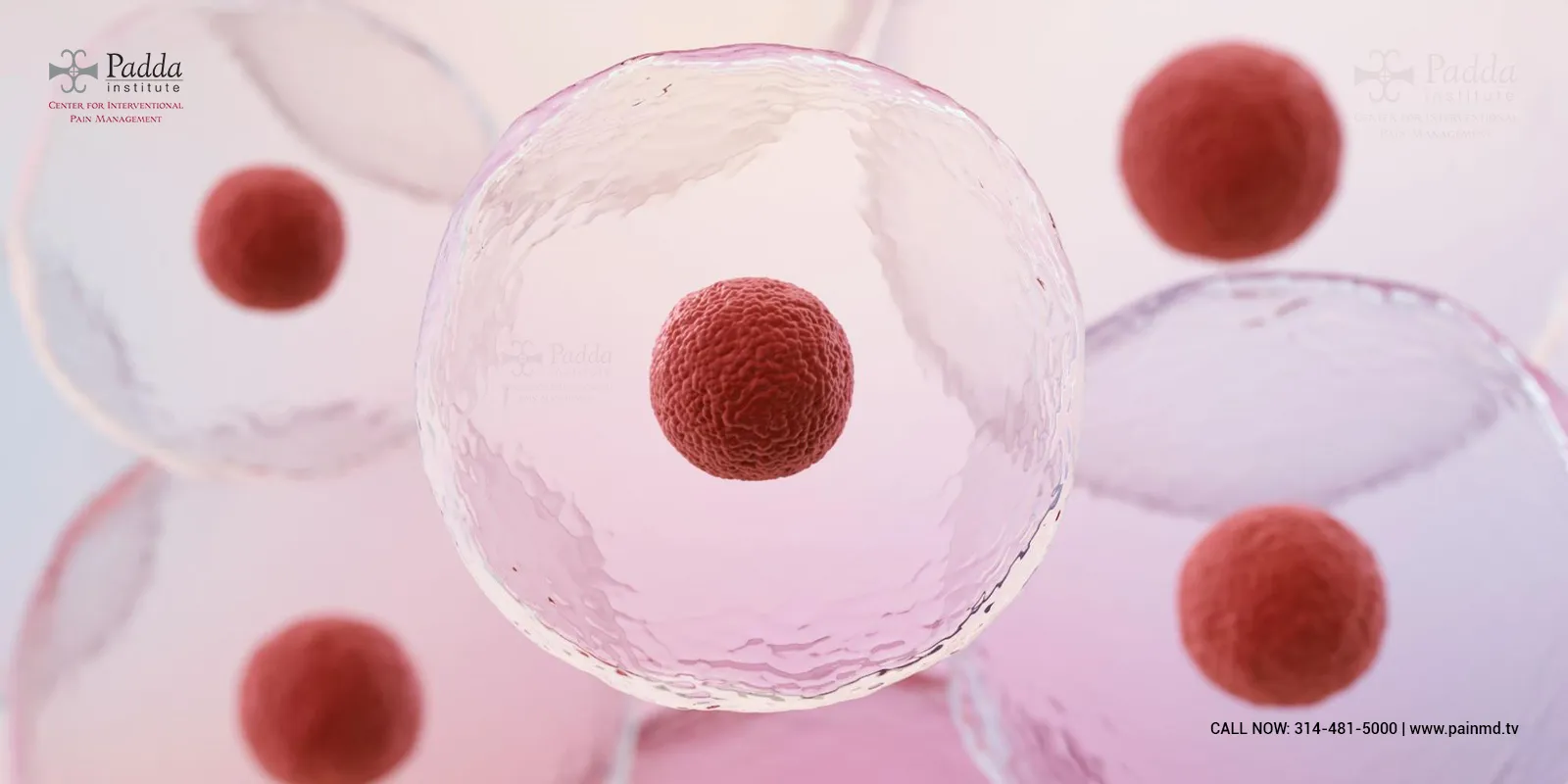 RESEARCHERS COULD READ THE COMMUNICATION BETWEEN FAT CELLS AND THE BRAIN