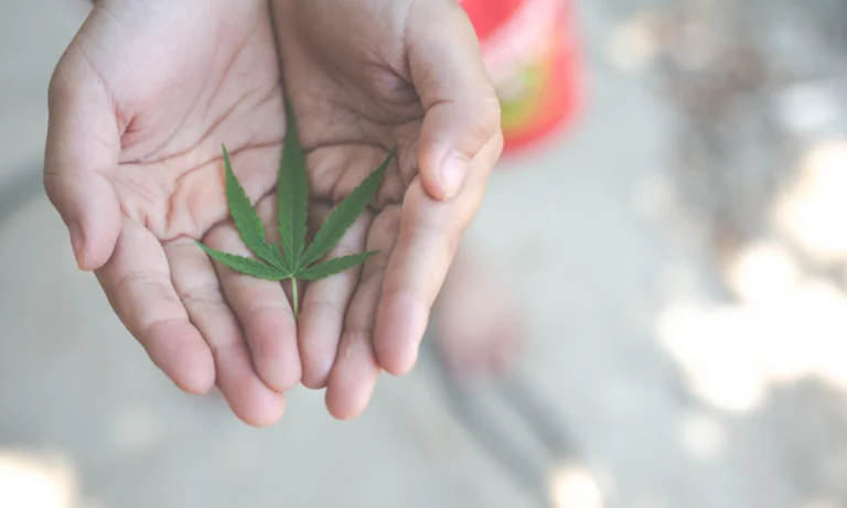 Open hands holding a single cannabis leaf