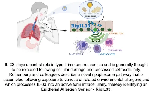 The role of ripoptosome pathway in type 2 immune response, IL-33 production and allergies4