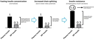 mechanism Behind Type 2 Diabetes