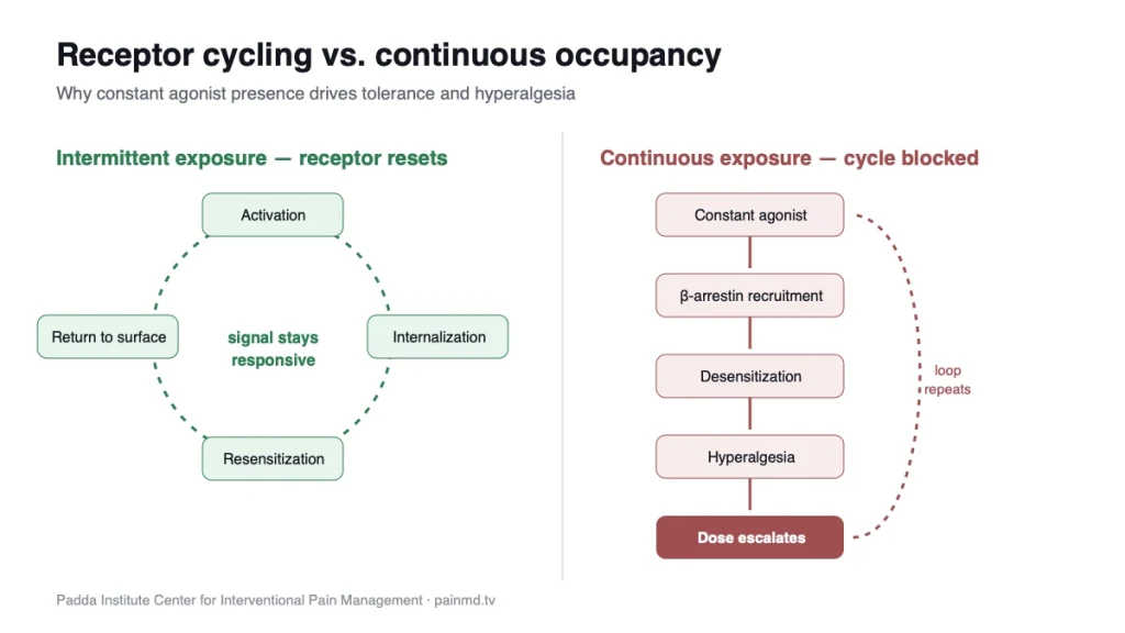Diagram comparing intermittent and continuous opioid receptor exposure and dose escalation