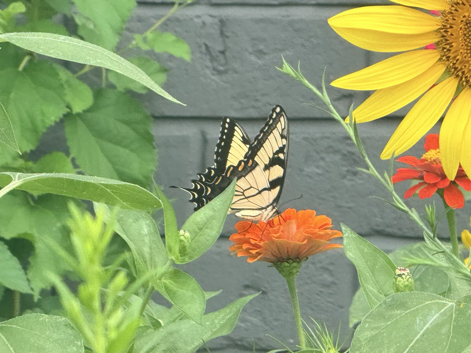 Eastern tiger swallowtail butterfly resting on a zinnia in the wildflower garden outside Padda Institute, St. Louis