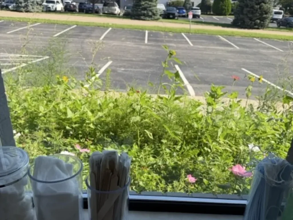 Wildflower garden outside the treatment room windows at Padda Institute, 4477 Woodson