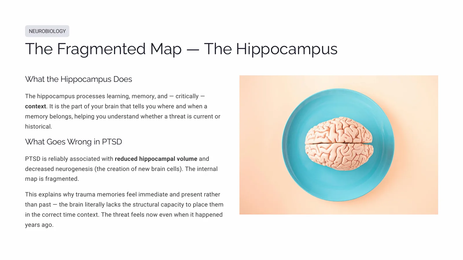 Slide explaining the hippocampus role in contextual memory and its reduced volume in PTSD
