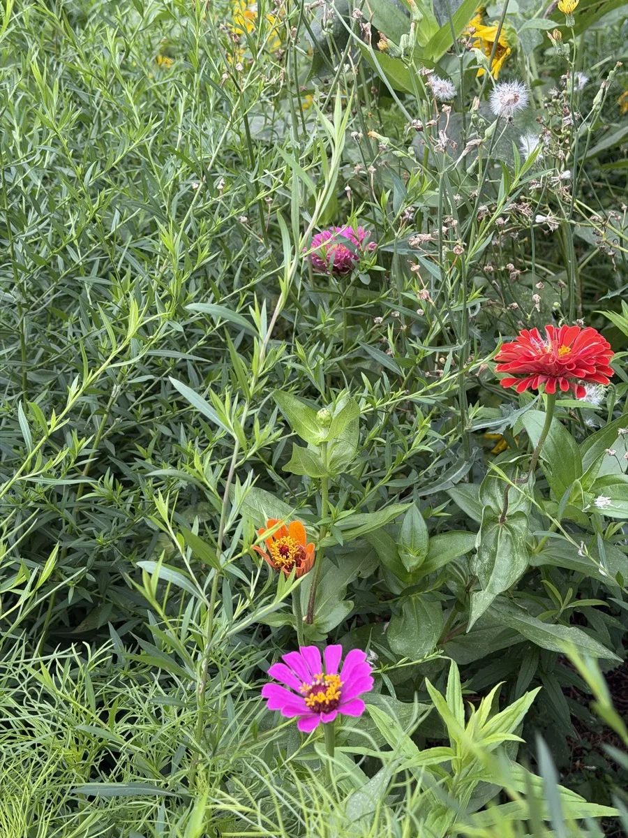Mixed native and pollinator plantings including zinnias and seed heads supporting insect habitat in the Woodson Road prairie restoration, St. Louis