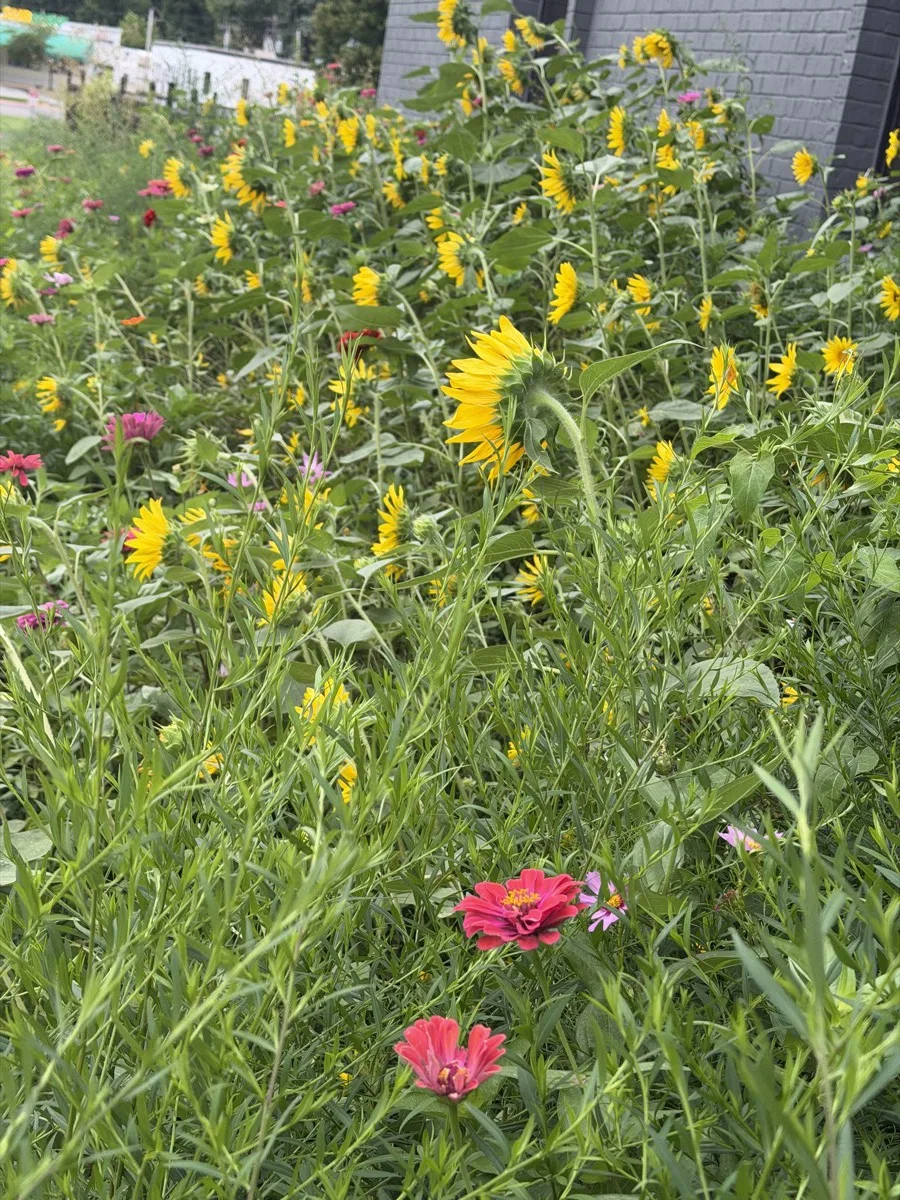 Dense first-season prairie planting of sunflowers, zinnias and native forbs that reads as weedy from the sidewalk at 4477 Woodson Rd, St. Louis
