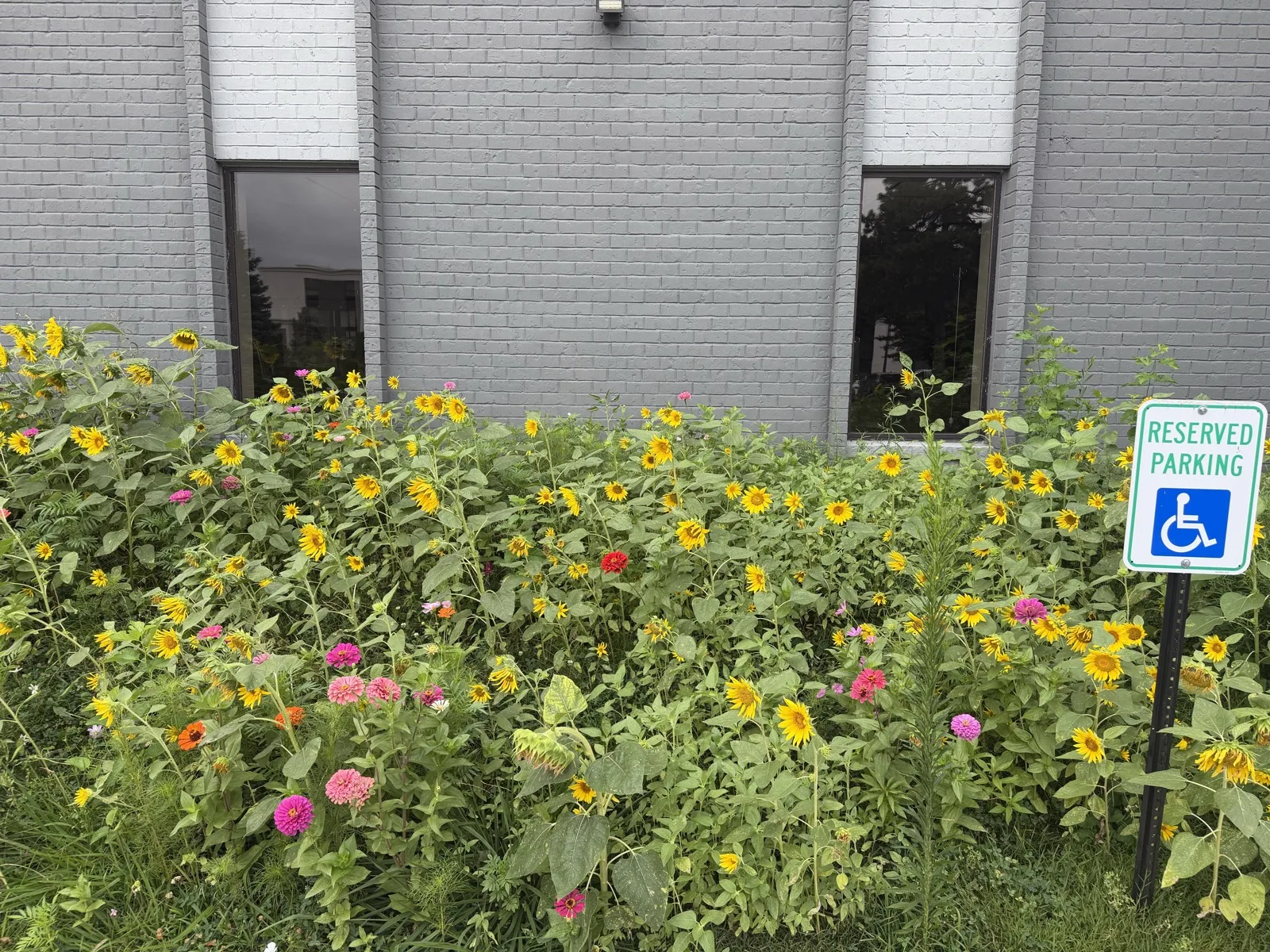 Sunflowers and native forbs in the 0.2-acre prairie restoration beside the Padda Institute building on Woodson Road, St. Louis, Missouri