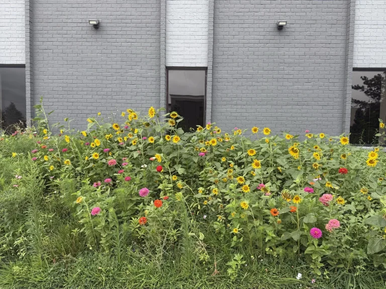 Tallgrass prairie and wildflower planting growing against the treatment room windows at Padda Institute, 4477 Woodson Rd, St. Louis, Missouri