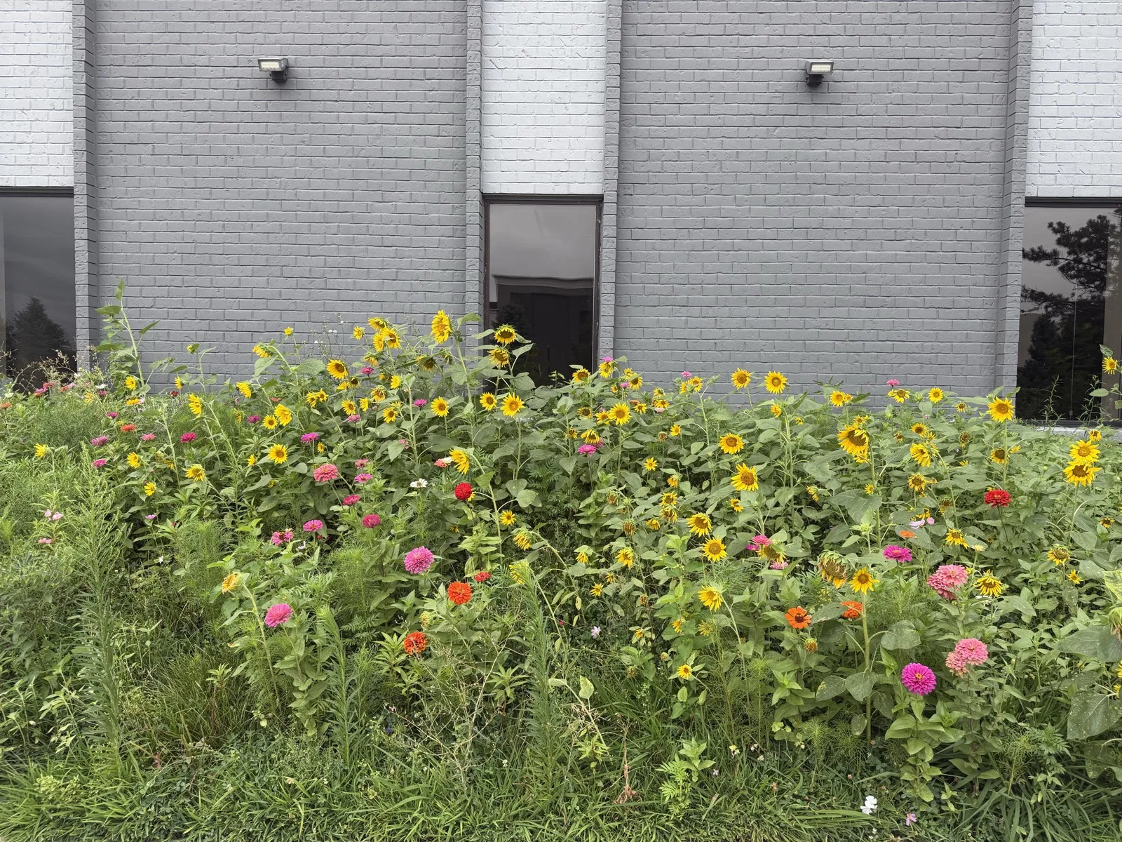 Tallgrass prairie and wildflower planting growing against the treatment room windows at Padda Institute, 4477 Woodson Rd, St. Louis, Missouri