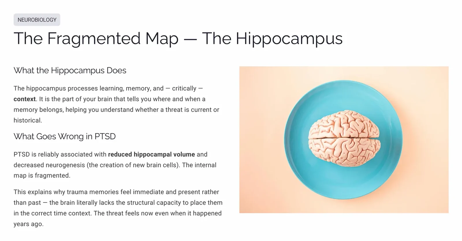 Slide explaining the hippocampus role in contextual memory and its reduced volume in PTSD