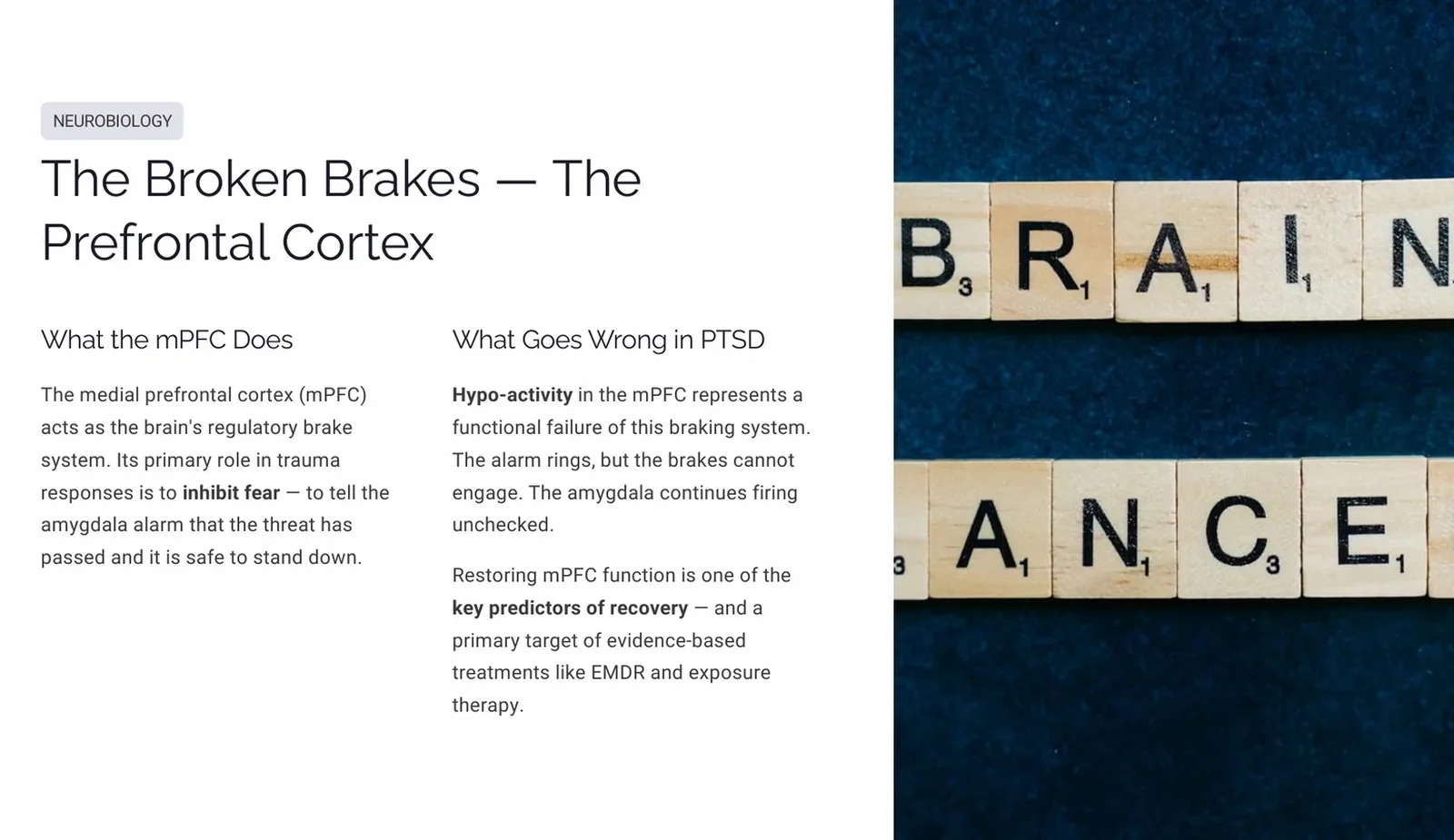 Slide describing medial prefrontal cortex hypo-activity as a failure of the brain's fear-inhibition braking system